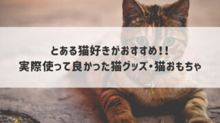 もちまる日記】もち様が可愛すぎて愛用のオモチャ＆ベッド＆グッズを 